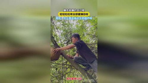 收蜂视频大全,揭秘蜜蜂养殖的奥秘与技巧