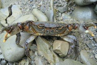 视频养河蟹,河蟹养殖全流程，轻松掌握养殖技巧