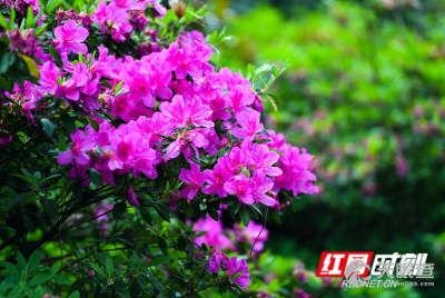 宣城见杜鹃花视频,邂逅杜鹃花海的美好瞬间