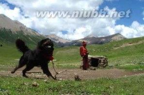 藏獒乌贼打斗视频,一场跨界打斗的视觉盛宴