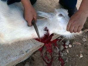 宰母羊视频,养殖业的残酷现实